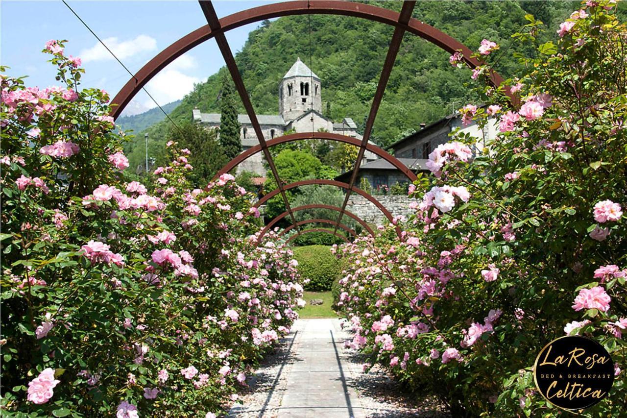 La Rosa Celtica
